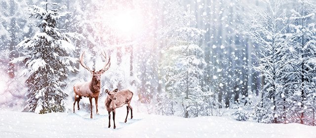 Horoskop na 17, grudnia 2025 r.