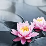 Wąż: relacje towarzyskie w 2026